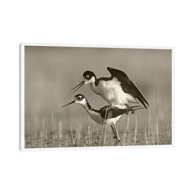 Black-necked Stilts Mating by Tim Fitzharris - Gallery-Wrapped Canvas Giclée on Canvas