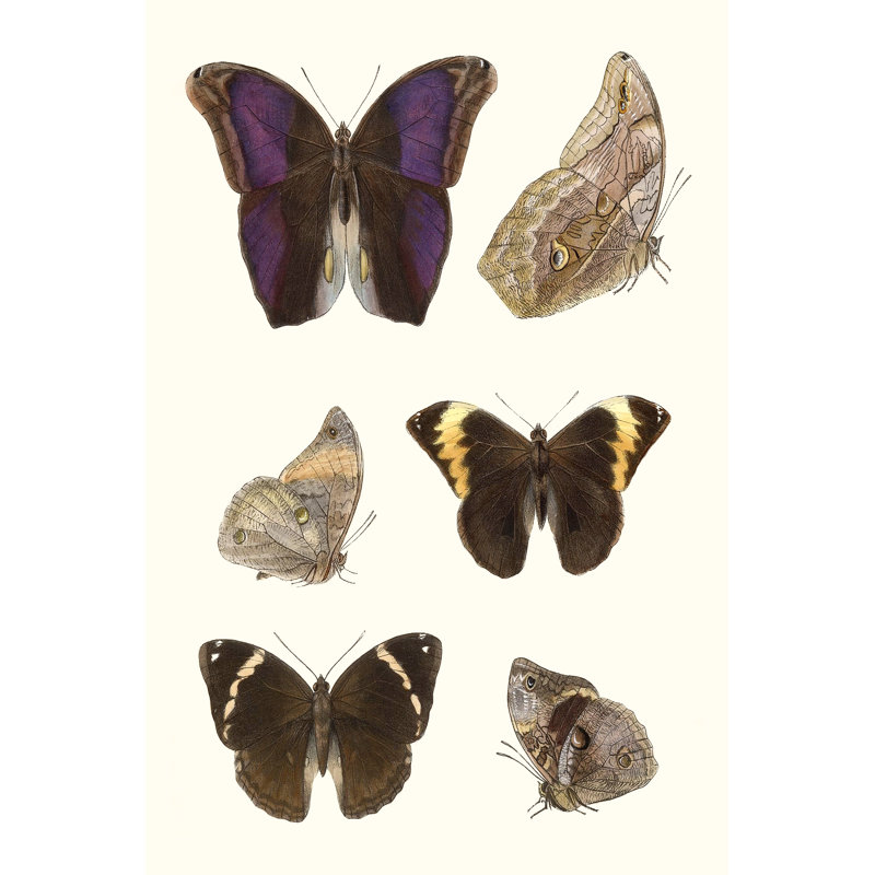 Violet Butterflies II - Wrapped Canvas Print, 122cm H x 81cm W