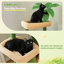 Arbre à chat