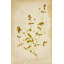 Pressed Flowers IV Print by Michelle Bennett-26931557-26931554