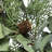 D24" Foliage/Cedar Wreath, Green