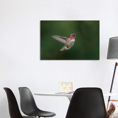 USA, Male Anna'S Hummingbird (Calypte Anna) Displays Its Gorget While Hovering in Flight. 1 Piece Wrapped Canvas Wall Art