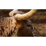 Side Horn Print by Adam Mowery