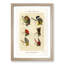 Bass Fishing Flies Versions 8 by Mary Orvis Marbury - Picture Frame Painting Print-55683759-55683761
