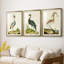 Heron Portrait I - Impression personnalisée de qualité supérieure avec passe-partout - 3 pièces-490649564-490649563