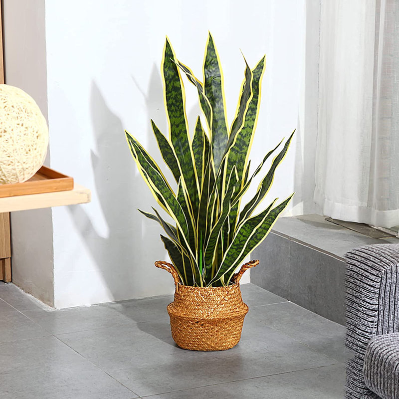 35 po Snake Plant en pot