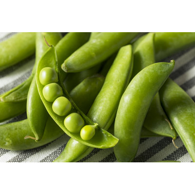 Snap Peas - Wrapped Canvas Print