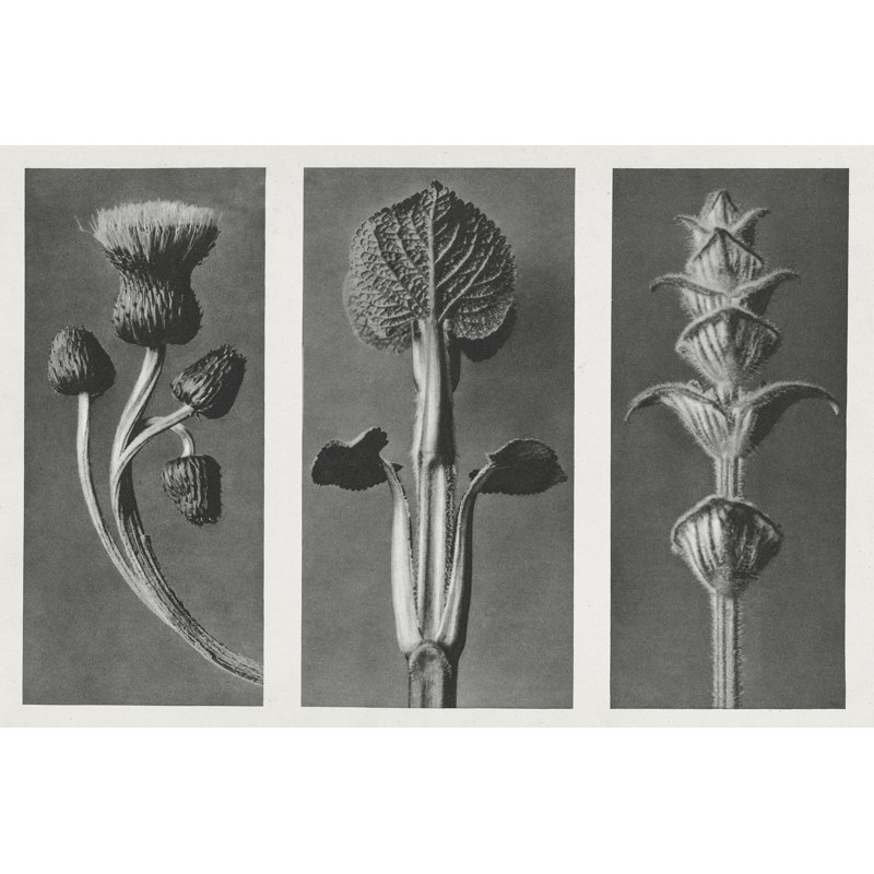 «Zandile Blossfeldt's Triptych II On Canvas» par Karl Blossfeldt, reproduction, H 8 po x l 12 po