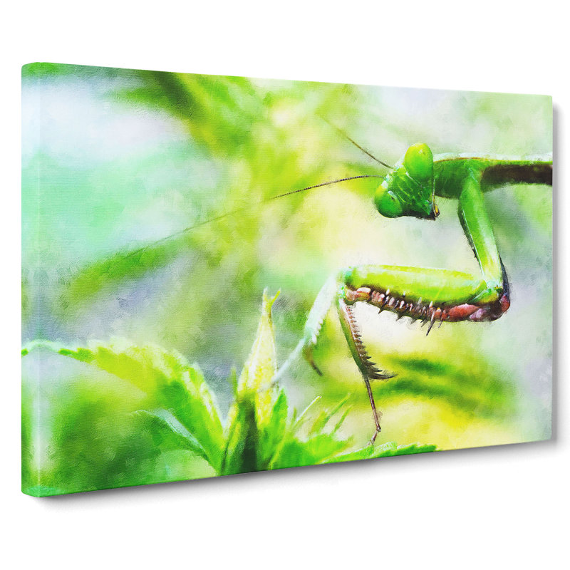 Peering Praying Mantis - Wrapped Canvas Print, 40cm H x 60cm W x 3cm D