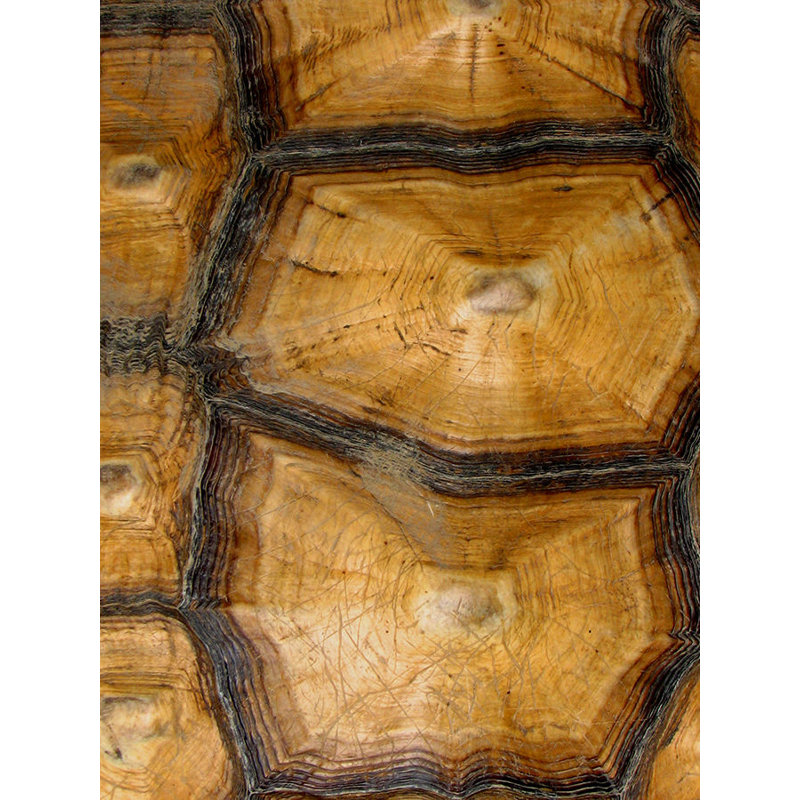 Carapacé Motif VII par Austin Beiv - impression, Mat, H 40 po x l 30 po