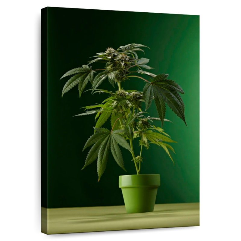 Potted Marijuana Plant, 36" H x 24" W