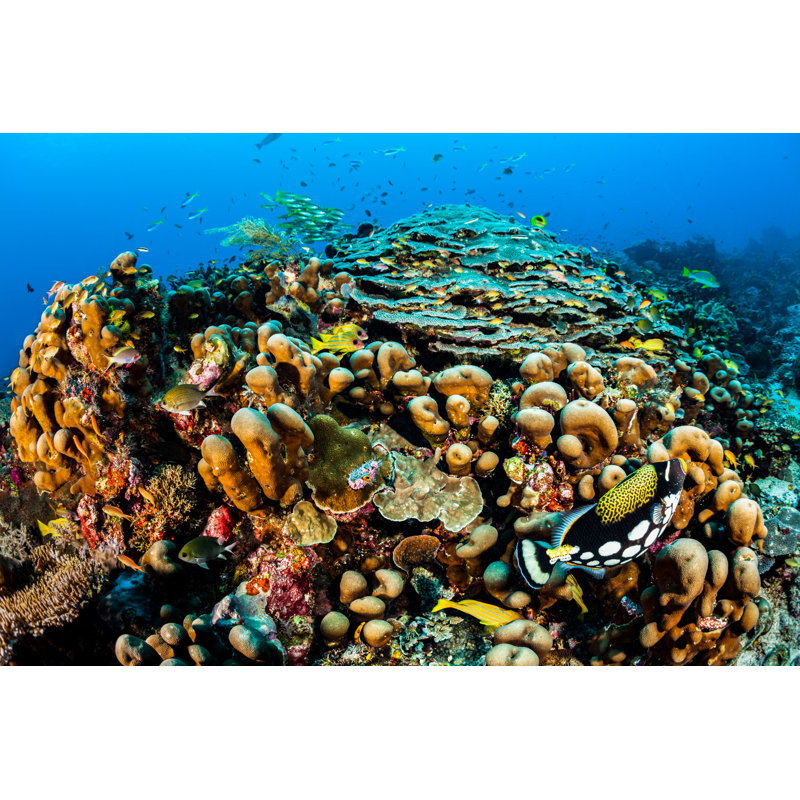 Biodiversity Festival - Wrapped Canvas Print, 51cm H x 76cm W x 3.8cm D