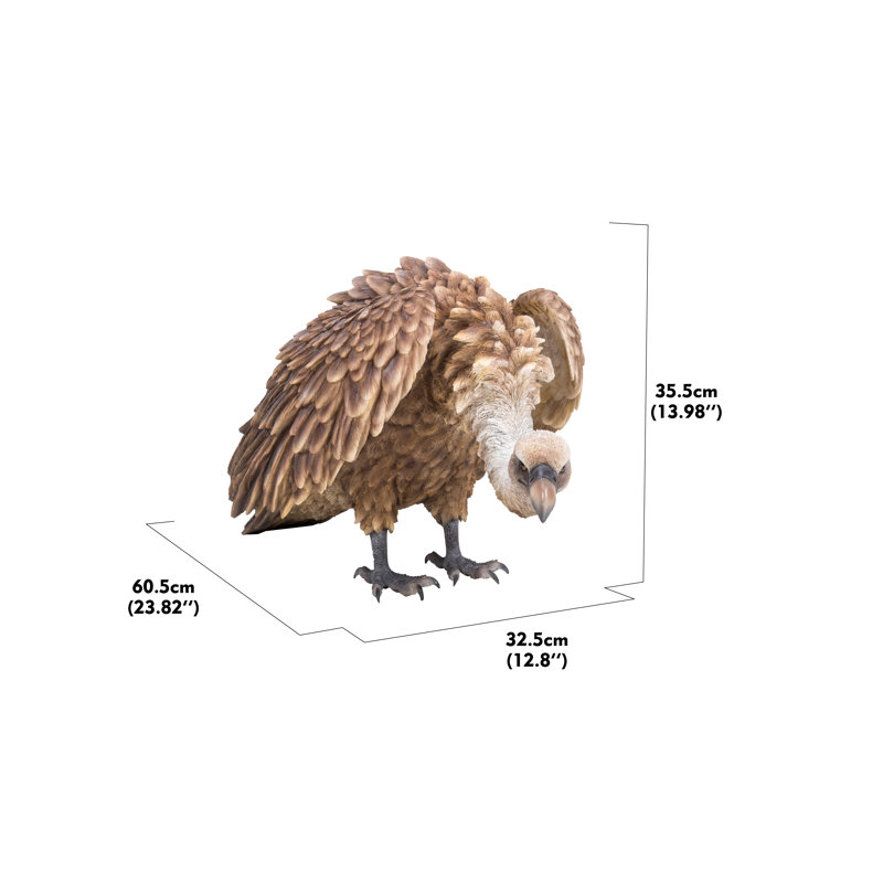 Medium Vulture