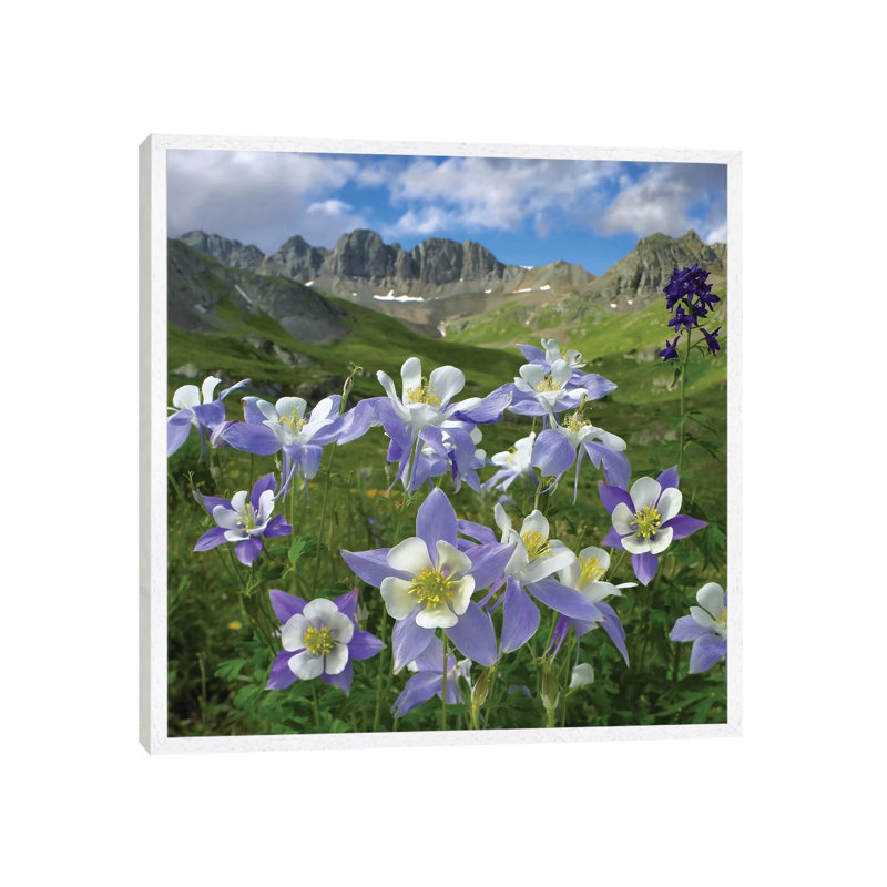 Colourado Blue Columbine Meadow At American Basin, Colourado by Tim Fitzharris - Print on Canvas, 66.04 cm H x 66.04 cm W