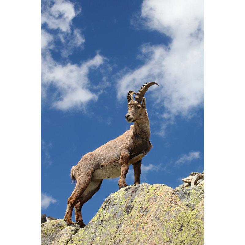 Ledesma Capra Ibex - Wrapped Canvas Print, 122cm H x 81cm W x 3.8cm D