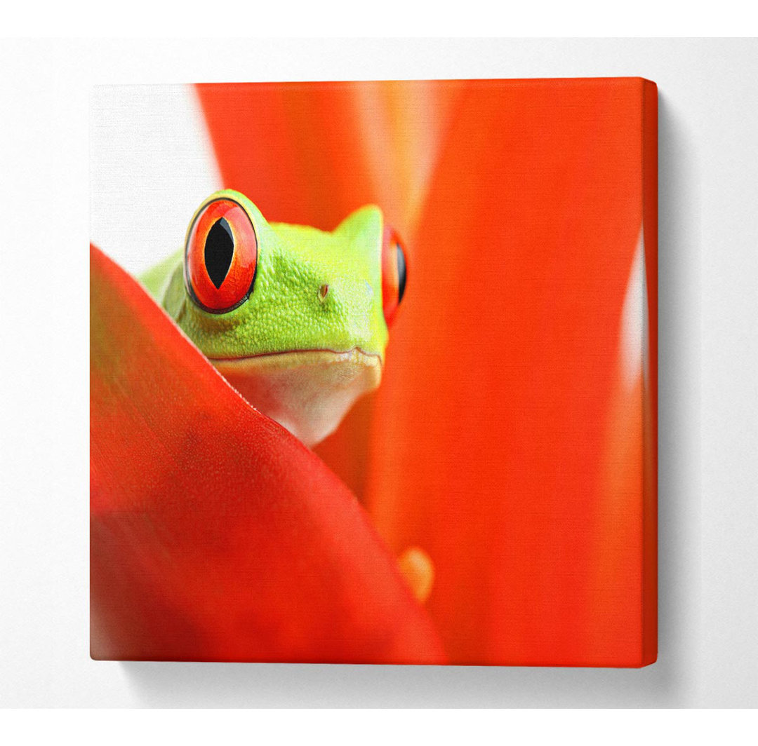 Red Leaf Frog - Kunstdrucke auf Leinwand