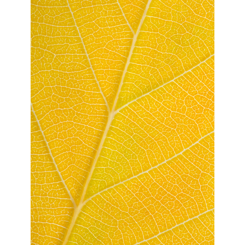 Autumn Leaf Print by Philippe Monthoux, 32" H x 24" W, Wrapped Canvas, Yellow