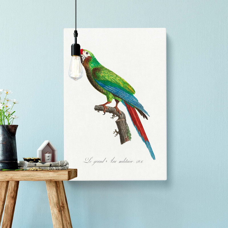 Great Military Macaw Parrot by F. Levaillant - Wrapped Canvas, 76cm H x 50cm W x 3cm D