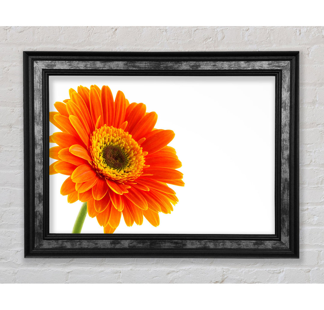 Gorgeous Orange Gerbera - Einzelner Bilderrahmen Kunstdrucke