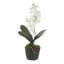 Laris Orchid Drop-In