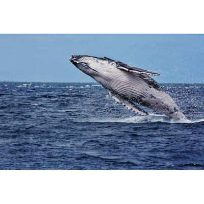 " Humpback Whale Breaching "