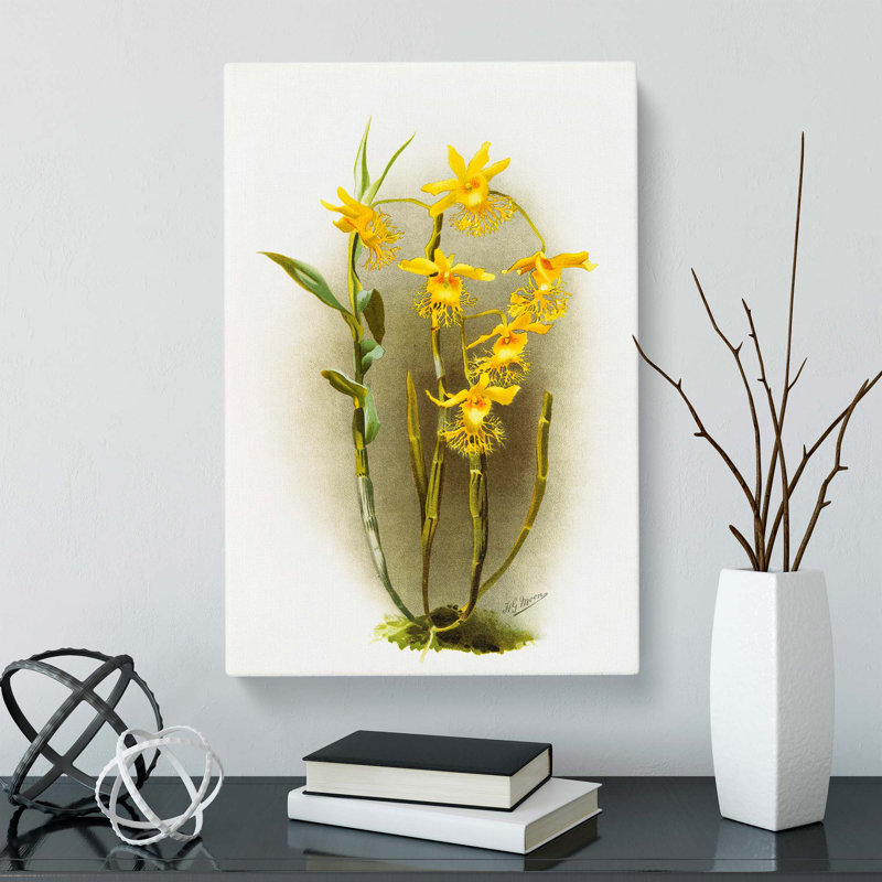 Magnolia Flowers Illustration Tab. 92 by Frederick Sander - Wrapped Canvas Print, 50cm H x 35cm W x 3cm D