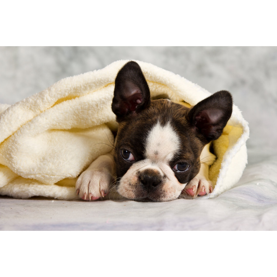 Boston Terrier - Druck