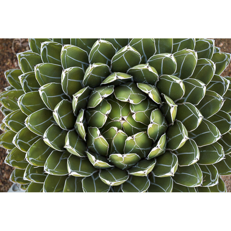 Queen Victoria Agave 1 Piece Wrapped Canvas Wall Art, 20cm H x 30cm W