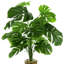 Monstera In Rocks With Water