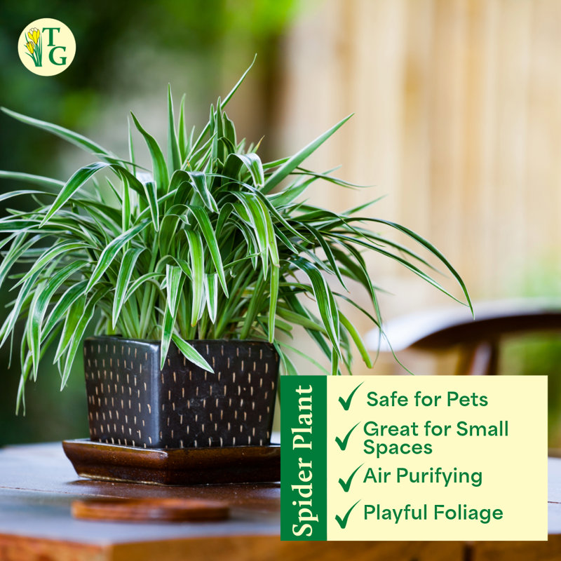 Live Spider Plant