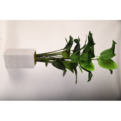 8' Traveler Palm in White Everett Planter