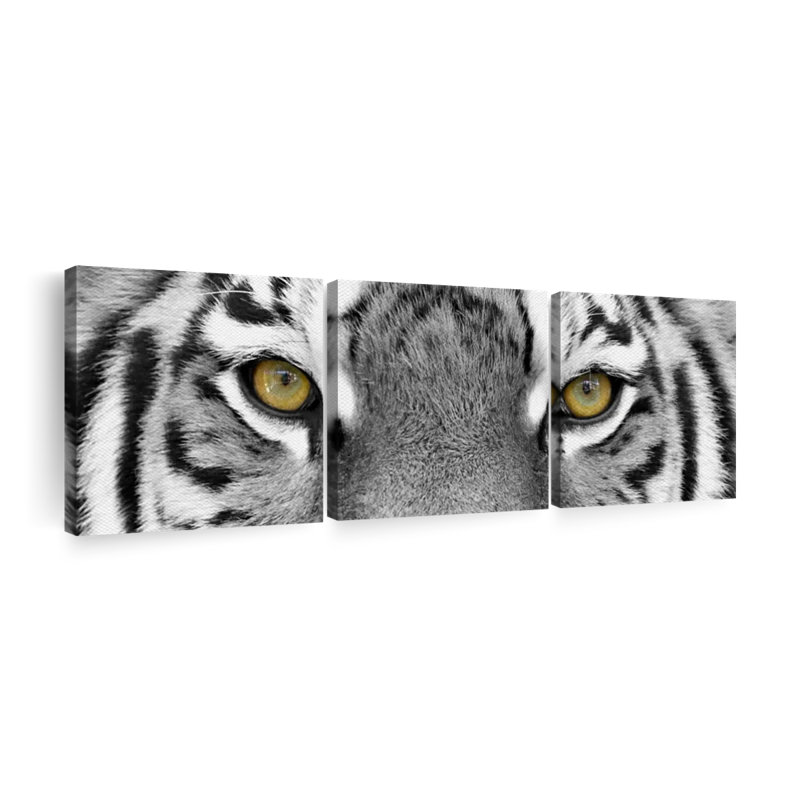 «White Tiger Eyes», impression panoramique sur toile tendue 3 pièces, H 15 po x l 47 po x P 1,25 po