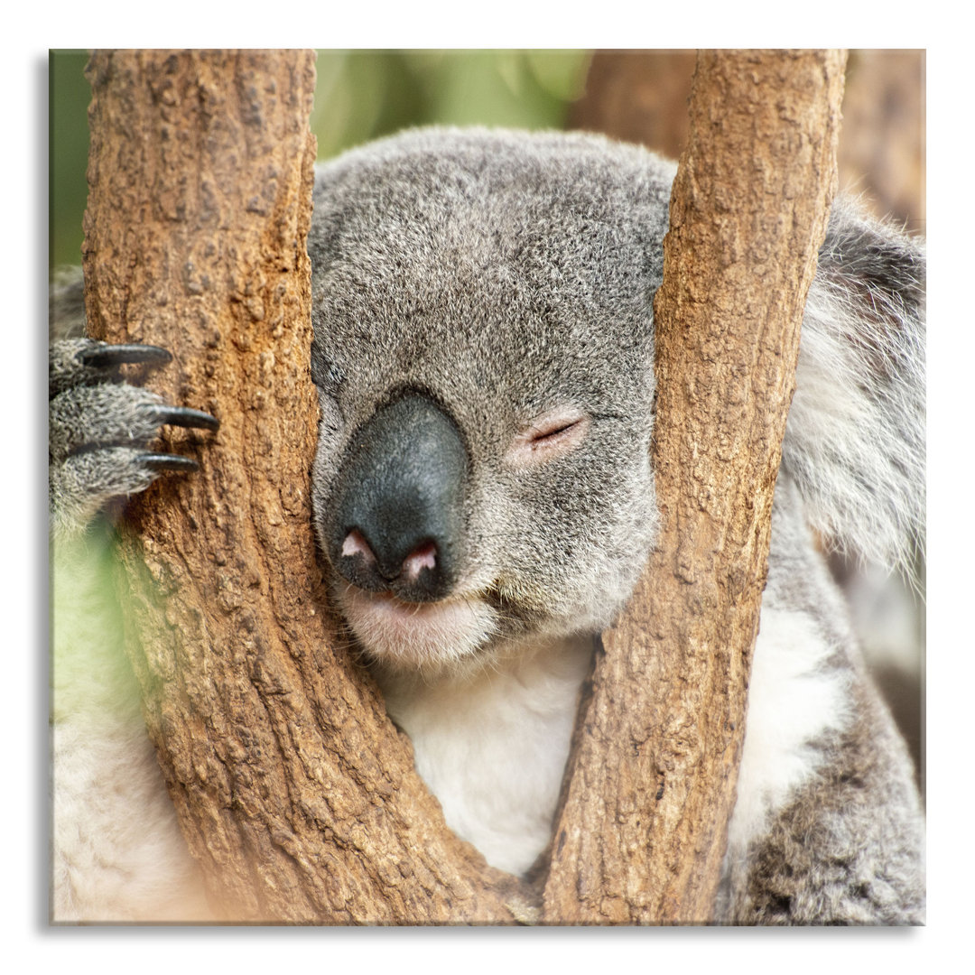 Glasbild Koala schläft mit Kopf in Astgabel