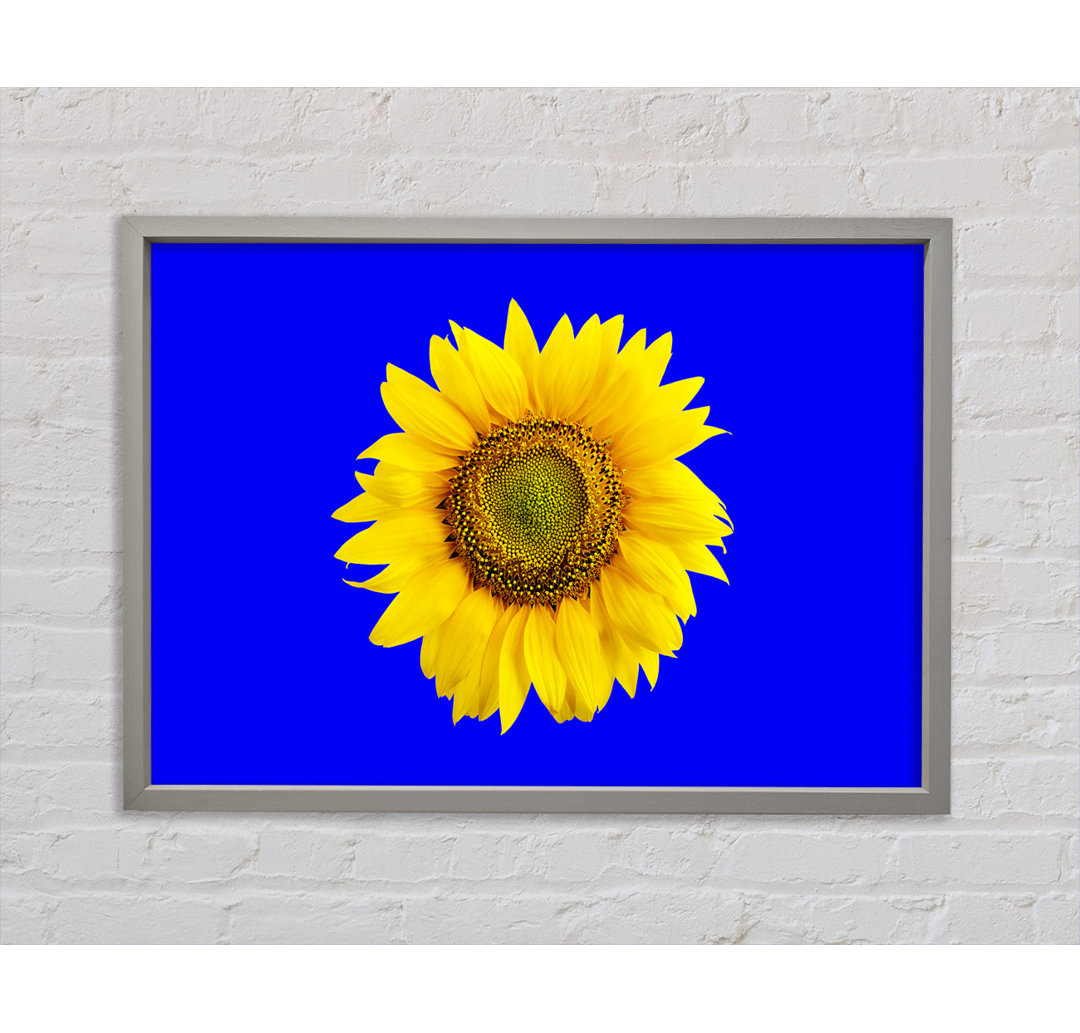 Sonnenblumenkopf auf Blau - Einzelner Bilderrahmen Kunstdrucke auf Leinwand