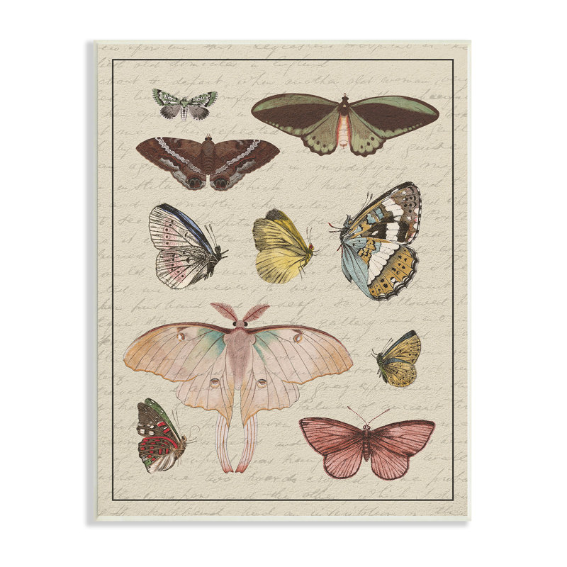 «Vintage Moth and Butterfly Wing Study Over Script», estampe numérique encadrée par Daphne Polselli, H 19 po x l 13 po