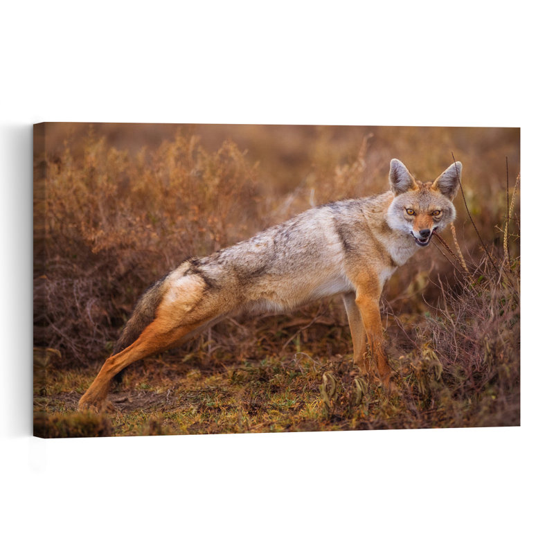 Watchful Wild Jackal Contemporary Dog Fox Forest Wall Art Print 1 Piece Wrapped Canvas Wall Art, 60.96cm H x 91.44cm W
