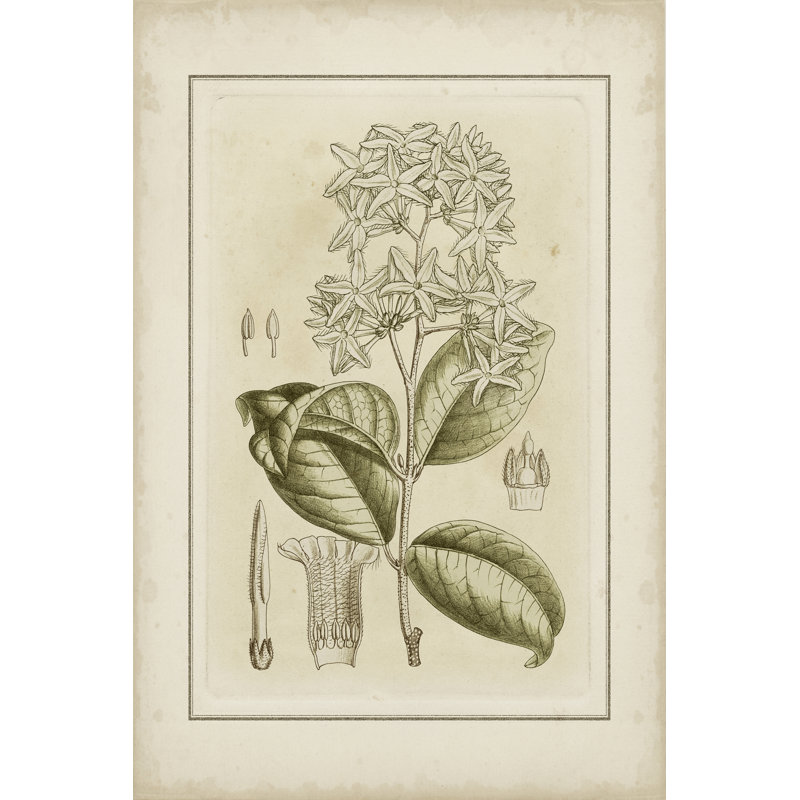 Tinted Botanical III by Curtis - Wrapped Canvas Print, 46cm H x 30cm W x 3.8cm D