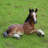 Laying Down Horse Colt Statue