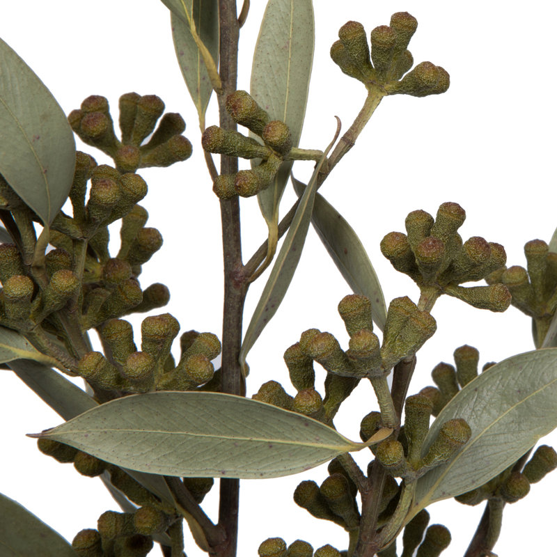 Amber Fruit Foliage Plant