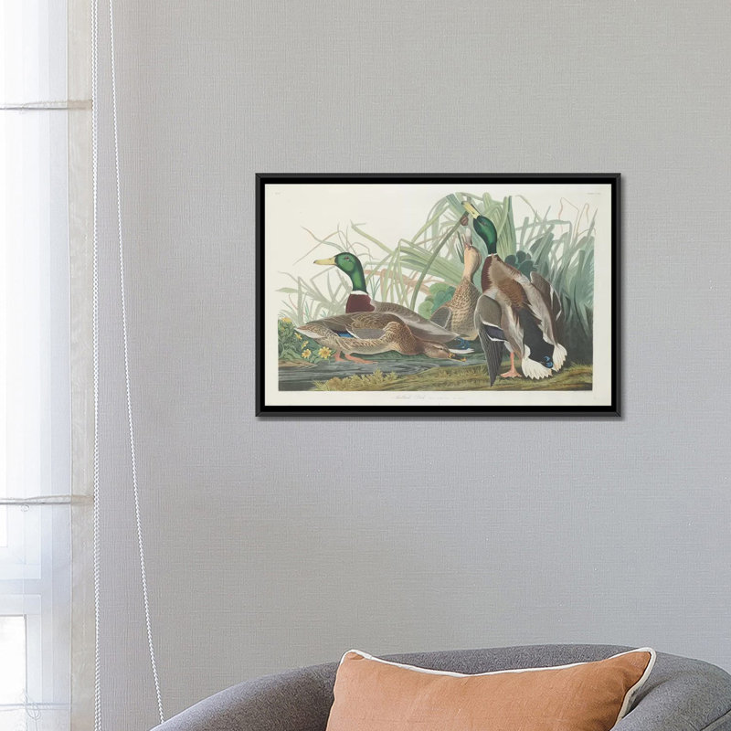 « mallard duck », impression sur toile, H 18 po x l 26 po x P 1,5 po, Toile avec cadre noir, Pas de tapis
