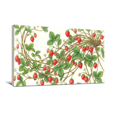 Plants &Flowers Strawberry Vines Leaves Berries