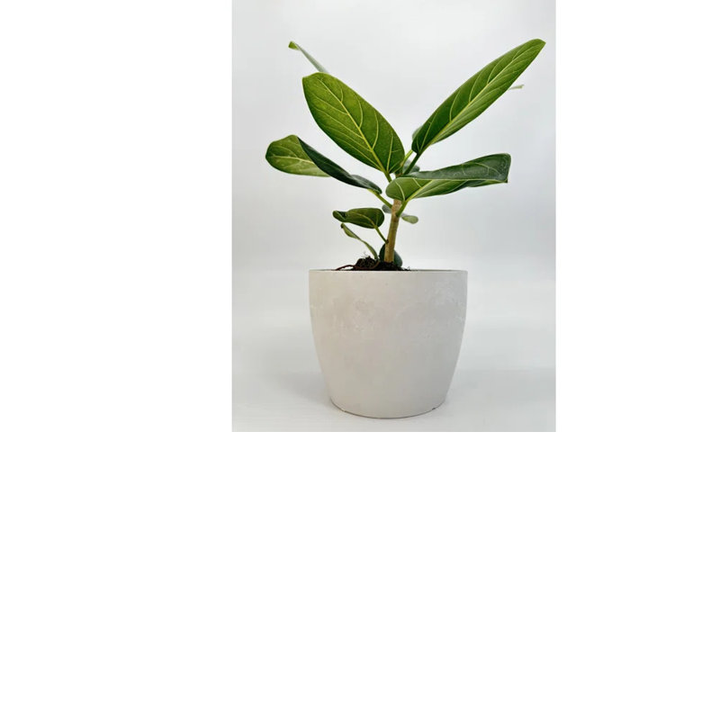 Ficus Audrey