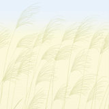 Miscanthus