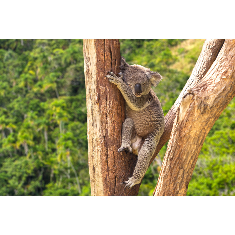 Mignon koala dans la forêt, Australie par Filipefrazao, H 12 po x l 18 po