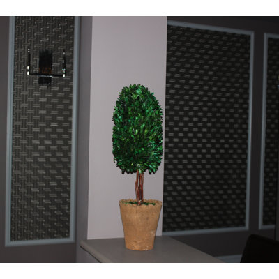 Arbre buis en pot de fleurs