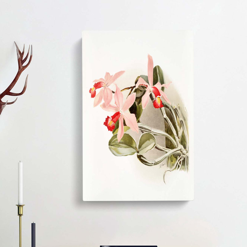 Magnolia Flowers Illustration Tab. 32 by Frederick Sander - Wrapped Canvas Print, 91cm H x 60cm W x 3cm D