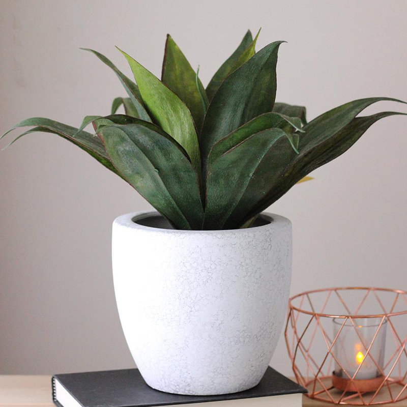 Agave verte en pot 13 po