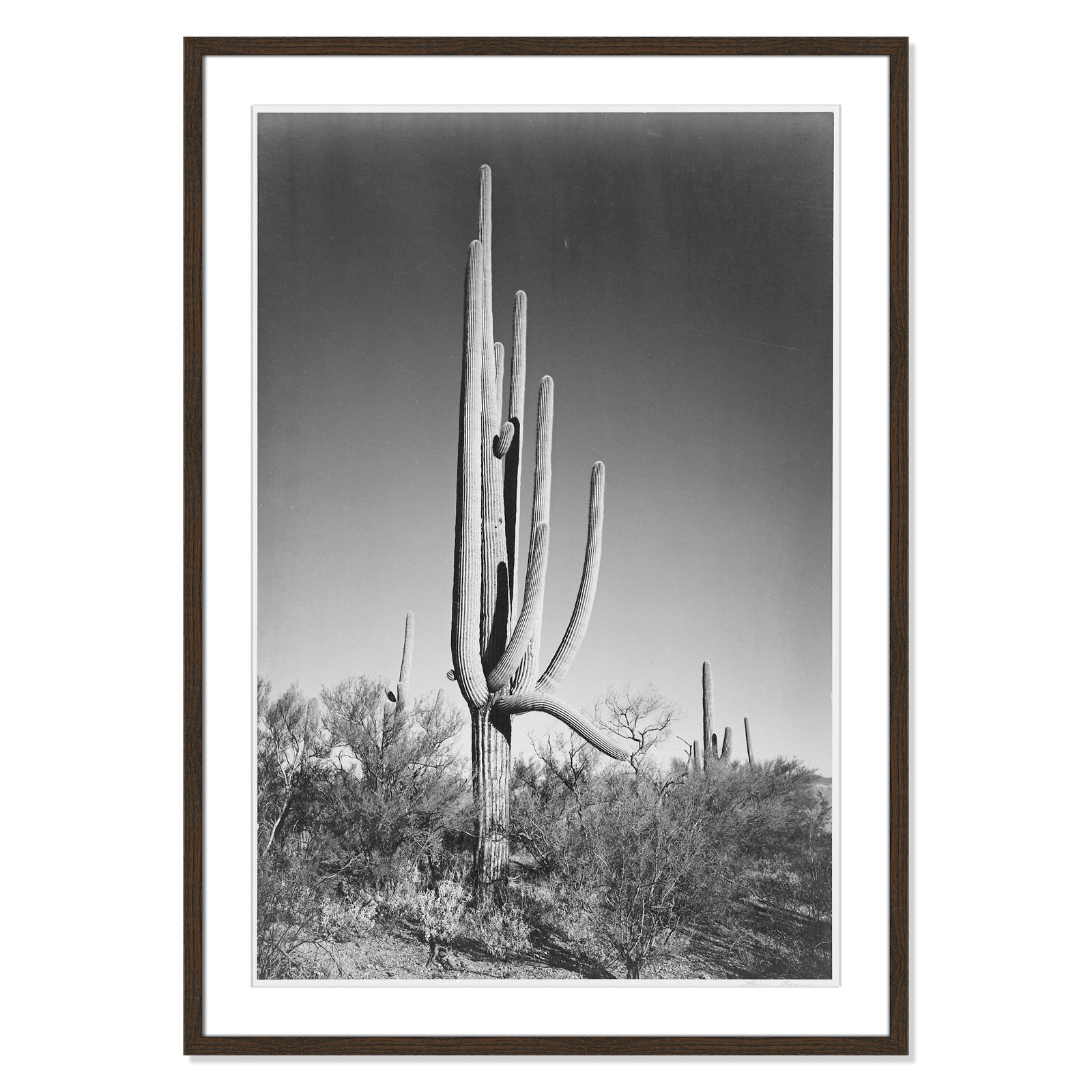 Saguaro National Monument Print by Ansel Adams, 41.5" H x 29.5" W x 0.75" D, Walnut