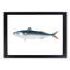 Mackerel Fish by Edward Donovan - Framed Print