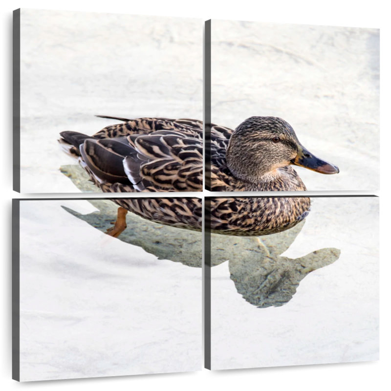 Canard colvert Brampt femelle